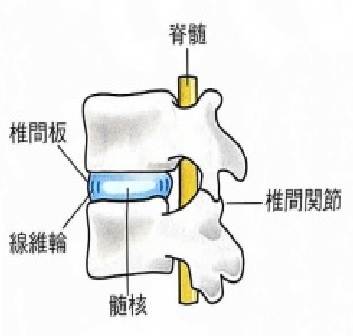 背骨