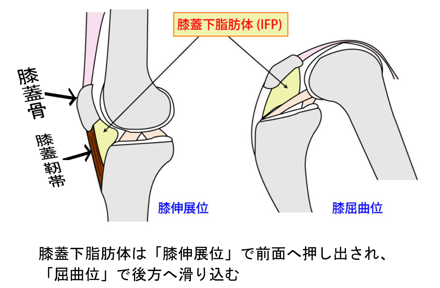 膝蓋下脂肪